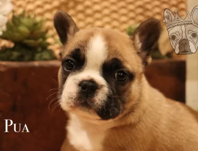 Moana Litter French Bulldog