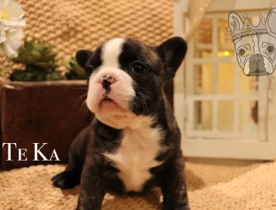 Moana Litter French Bulldog