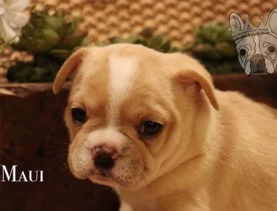 Moana Litter French Bulldog