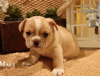 Moana Litter French Bulldog