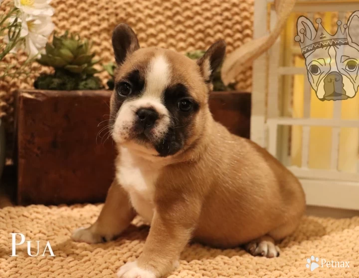 Moana Litter French Bulldog