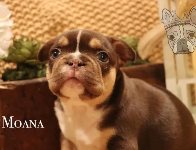 Moana Litter French Bulldog