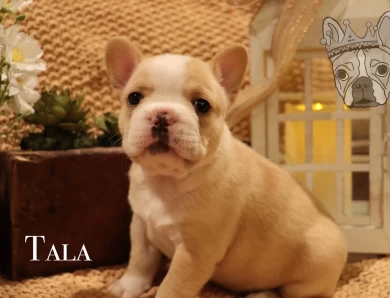 Moana Litter French Bulldog