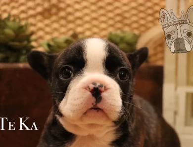 Moana Litter French Bulldog