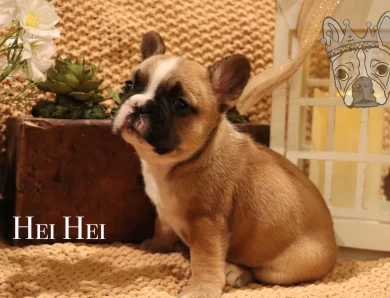 Moana Litter French Bulldog