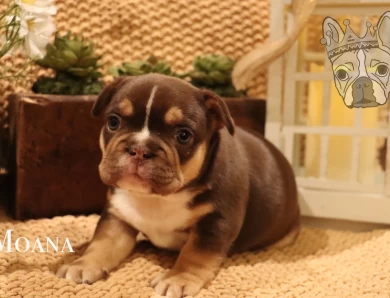 Moana Litter French Bulldog