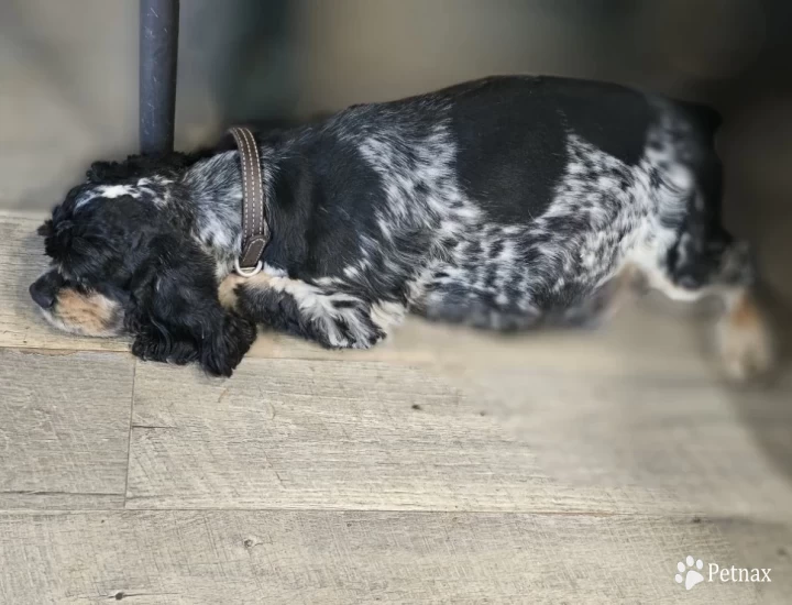 Amelia Cocker Spaniel