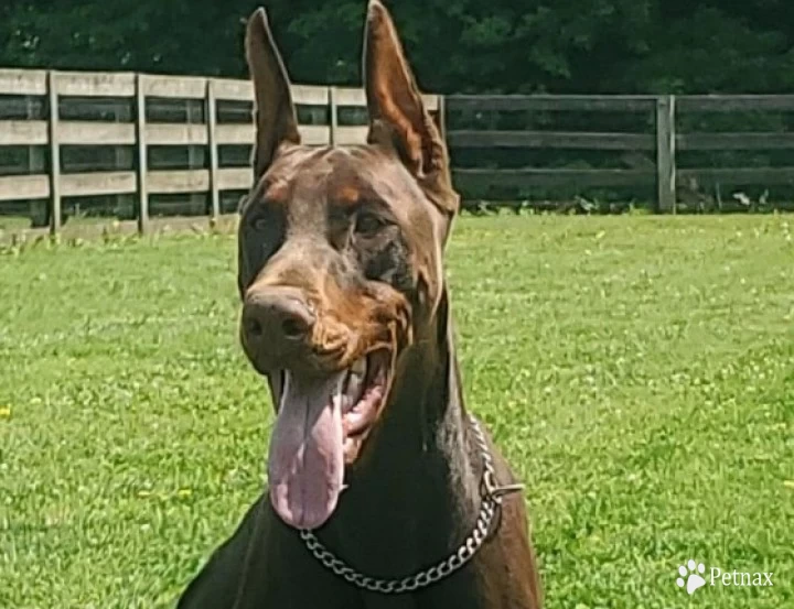 Drake Doberman Pinscher