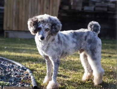 Leo Miniature Poodle