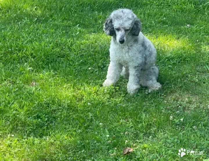 Leo Miniature Poodle