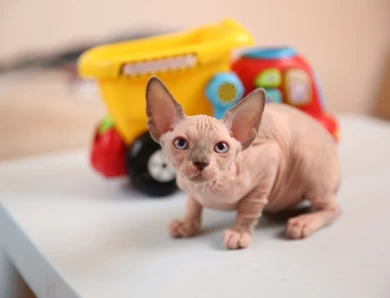 Carol - bicolor (red collar) Sphynx