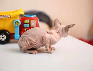 Carol - bicolor (red collar) Sphynx