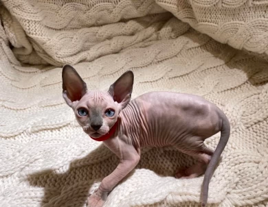 Carol - bicolor (red collar) Sphynx