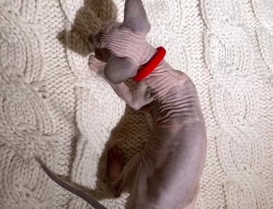 Carol - bicolor (red collar) Sphynx