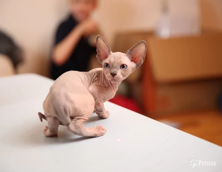 Carol - bicolor (red collar) Sphynx