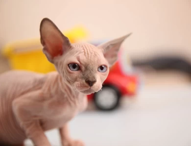 Carol - bicolor (red collar) Sphynx