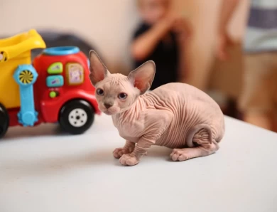 Carol - bicolor (red collar) Sphynx