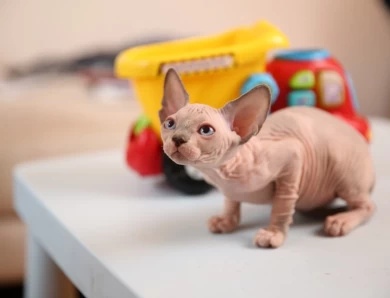 Carol - bicolor (red collar) Sphynx