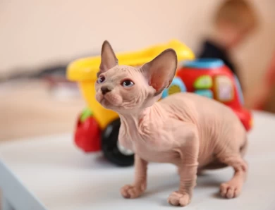 Carol - bicolor (red collar) Sphynx