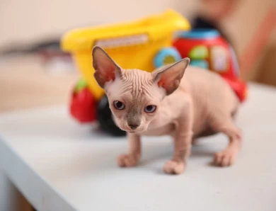 Carol - bicolor (red collar) Sphynx