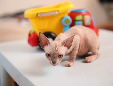 Carol - bicolor (red collar) Sphynx