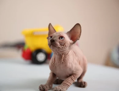 Batman - blue (black collar) Sphynx