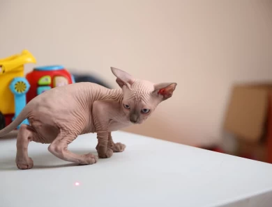 Batman - blue (black collar) Sphynx