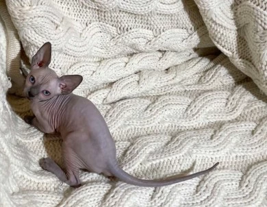 Batman - blue (black collar) Sphynx