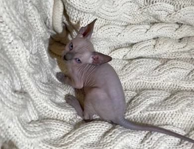 Batman - blue (black collar) Sphynx