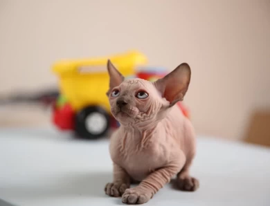 Batman - blue (black collar) Sphynx