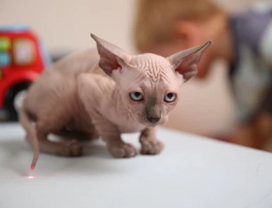 Batman - blue (black collar) Sphynx