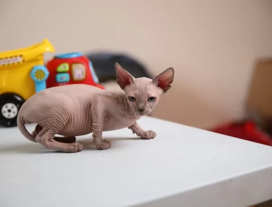 Shuni - blue (pink collar) Sphynx