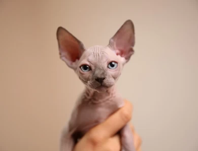 Shuni - blue (pink collar) Sphynx