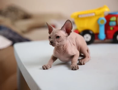 Shuni - blue (pink collar) Sphynx