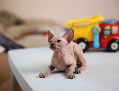 Shuni - blue (pink collar) Sphynx