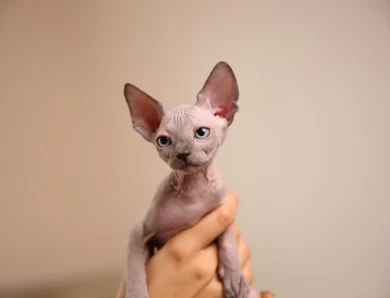 Shuni - blue (pink collar) Sphynx