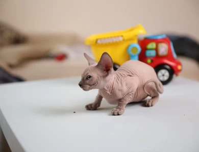 Shuni - blue (pink collar) Sphynx