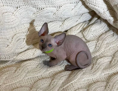 Wanda - blue (green collar) Sphynx