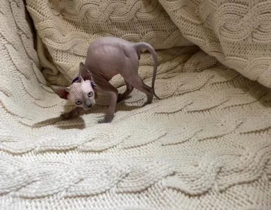 Kim - blue (purple collar) Sphynx