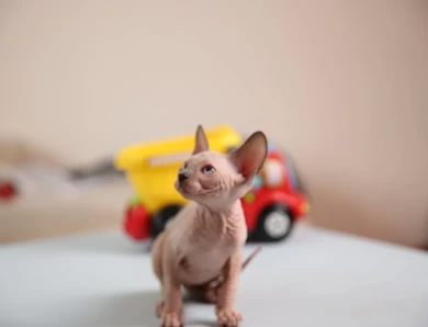 Kim - blue (purple collar) Sphynx