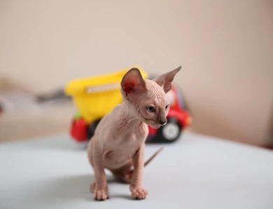 Kim - blue (purple collar) Sphynx