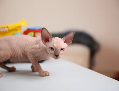 Kim - blue (purple collar) Sphynx