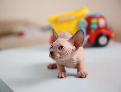 Kim - blue (purple collar) Sphynx