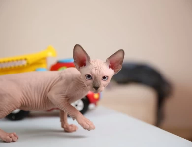 Kim - blue (purple collar) Sphynx