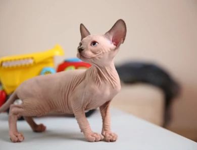 Kim - blue (purple collar) Sphynx