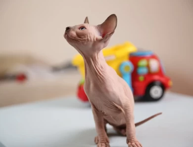 Kim - blue (purple collar) Sphynx