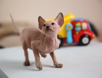 Adora - blue (white collar) Sphynx