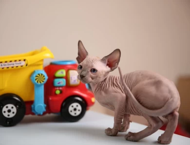 Adora - blue (white collar) Sphynx