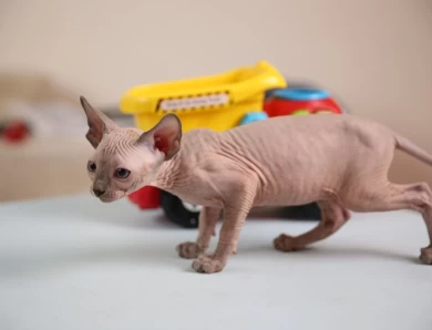 Adora - blue (white collar) Sphynx