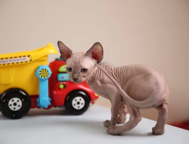 Adora - blue (white collar) Sphynx